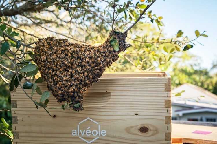 Alvéole-min-750x497.jpg